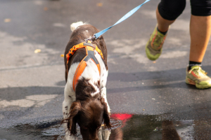 3025_DSC02582_macuti_stadtlauf