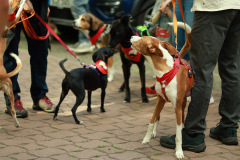 wanderung_hunde_eberswalder_stadtlauf_01