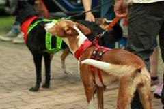 Hundewanderung 003