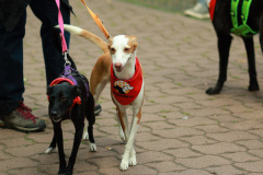 wanderung_hunde_eberswalder_stadtlauf_06