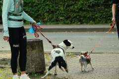 Hundewanderung 006