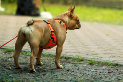 wanderung_hunde_eberswalder_stadtlauf_08