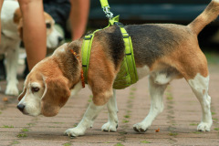Hundewanderung 009