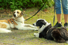 wanderung_hunde_eberswalder_stadtlauf_10