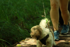 wanderung_hunde_eberswalder_stadtlauf_100
