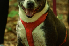 wanderung_hunde_eberswalder_stadtlauf_104