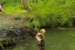 wanderung_hunde_eberswalder_stadtlauf_105