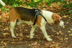 wanderung_hunde_eberswalder_stadtlauf_107