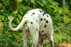 wanderung_hunde_eberswalder_stadtlauf_110