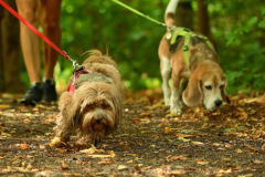 wanderung_hunde_eberswalder_stadtlauf_111