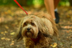 wanderung_hunde_eberswalder_stadtlauf_112