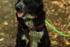 wanderung_hunde_eberswalder_stadtlauf_117