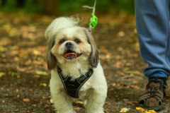 wanderung_hunde_eberswalder_stadtlauf_119