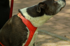 wanderung_hunde_eberswalder_stadtlauf_120