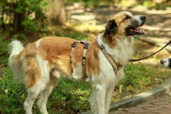 wanderung_hunde_eberswalder_stadtlauf_121