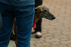 wanderung_hunde_eberswalder_stadtlauf_123
