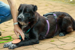 wanderung_hunde_eberswalder_stadtlauf_124
