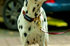 wanderung_hunde_eberswalder_stadtlauf_126