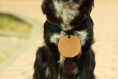 Hundewanderung 127