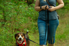 Hundewanderung 014