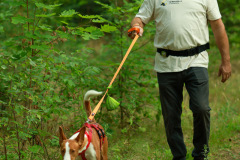 wanderung_hunde_eberswalder_stadtlauf_15