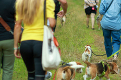 wanderung_hunde_eberswalder_stadtlauf_23