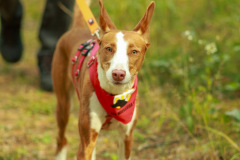 wanderung_hunde_eberswalder_stadtlauf_27