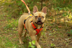 Hundewanderung 030