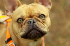 wanderung_hunde_eberswalder_stadtlauf_30