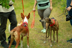 wanderung_hunde_eberswalder_stadtlauf_31