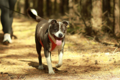 wanderung_hunde_eberswalder_stadtlauf_35