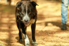 Hundewanderung 037