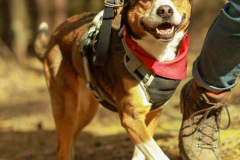 wanderung_hunde_eberswalder_stadtlauf_39