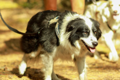 wanderung_hunde_eberswalder_stadtlauf_40