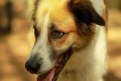 wanderung_hunde_eberswalder_stadtlauf_41