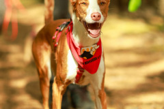 wanderung_hunde_eberswalder_stadtlauf_42