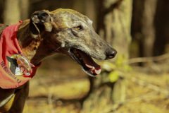 Hundewanderung 043