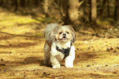 wanderung_hunde_eberswalder_stadtlauf_45