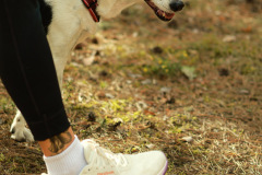 wanderung_hunde_eberswalder_stadtlauf_50