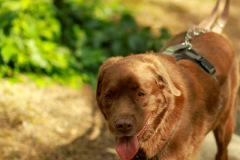 wanderung_hunde_eberswalder_stadtlauf_51