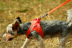 wanderung_hunde_eberswalder_stadtlauf_52