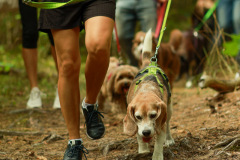 wanderung_hunde_eberswalder_stadtlauf_54