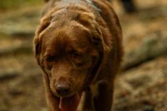 wanderung_hunde_eberswalder_stadtlauf_56