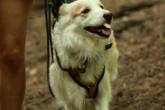 wanderung_hunde_eberswalder_stadtlauf_60