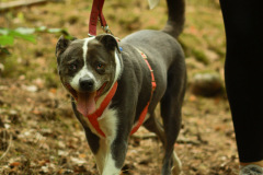 wanderung_hunde_eberswalder_stadtlauf_61