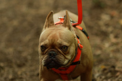 wanderung_hunde_eberswalder_stadtlauf_62