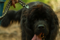wanderung_hunde_eberswalder_stadtlauf_64