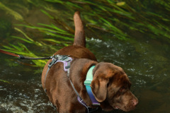 wanderung_hunde_eberswalder_stadtlauf_68