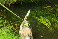 wanderung_hunde_eberswalder_stadtlauf_69