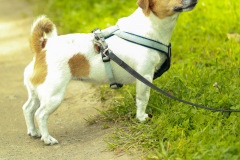 wanderung_hunde_eberswalder_stadtlauf_70